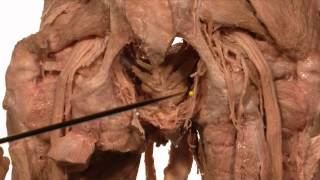 Anatomy Series Male Urethra Vas Deferens and Ejaculatory Duct by Dr Shakti Chandra [upl. by Magen256]