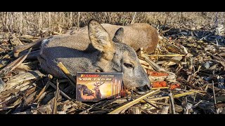 E113 Lov na Srne Zmajevo Barnes TTSX Roedoe hunt in Zmajevo with Barnes TTSX [upl. by Latsirhc]