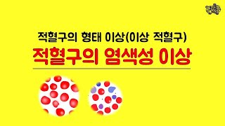 적혈구 형태 이상  염색성 이상  임상병리 국가고시  혈액학  hematology  poikilocytosi  적혈구 크기  염색성 변화 [upl. by Arva]