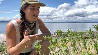 Finding and Harvesting Puget Sound Gumweed aka Grindelia integrifolia [upl. by Kaiser724]