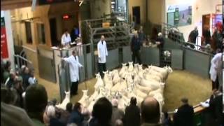 Selling Sheep at Dingwall Auction Mart 2012 1 [upl. by Ailesor325]