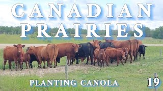 CANADIAN PRAIRIES 19 Planting Canola  fs22 [upl. by Ahsenrat]