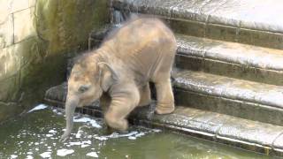 Elefantenbaby geht baden im Zoo Hannover [upl. by Roxi462]