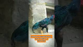 Customer Review Hopeland hopelandfancybirds shamo review indianparrotbeak [upl. by Assilav]