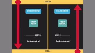 Médula espinal Vías ascendentes y descendentes [upl. by Eicam]