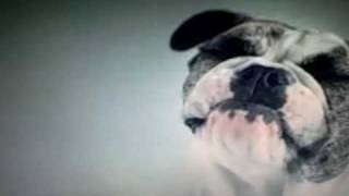 The Most Epic Dog Food Commercial Ever [upl. by Edecrem]