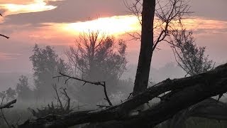 Oostvaardersplassen rewilding [upl. by Enair]