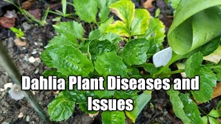 Dahlia Plant Diseases and Issues [upl. by Nodlehs]