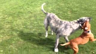 Irish wolfhound vs red nose pitbull [upl. by Danny]