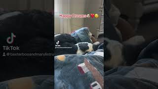 Baxter Boo having nice dreams dog dogbreed shortsfeed shorts shortsviral shortsvideo short [upl. by Kcirttap212]