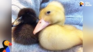 Rescued Duck Sisters Get Their Own Little House  The Dodo [upl. by Aciretnahs]