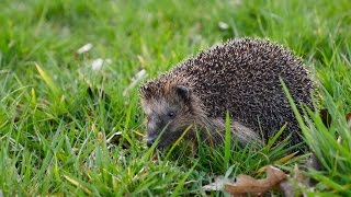 European Hedgehog Erinaceus europaeus  Braunbrustigel 1 [upl. by Eibreh953]