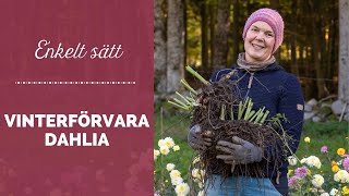 Vinterförvara dahlia på enkelt sätt [upl. by Boykins267]