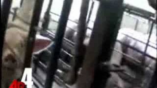 Undercover Video Shows Abuse at Iowa Pig Farm [upl. by Scandura528]