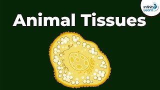 Epithelial  Types of Animal Tissues  Dont Memorise [upl. by Rehctaht]