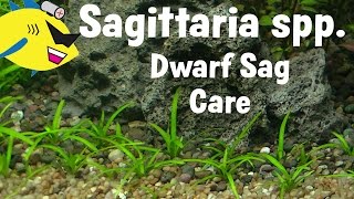 Dwarf Sagittaria Plant Profile Dwarf Sagittaria Carpet [upl. by Nagel]