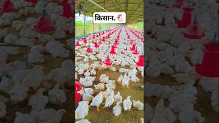 किसान🐔vital shortvideo boilermurgi chickenfuuny [upl. by Armillas387]