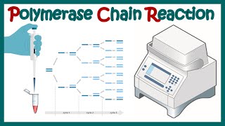 84 PCR Polymerase Chain Reaction [upl. by Atteniuq]