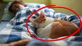 Warum schläft Ihre Katze bei Ihnen  Was der Schlafplatz Ihrer Katze über Ihre Beziehung verrät [upl. by Eniortna]