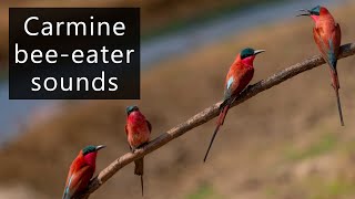 Carmine bee eaters at nest [upl. by Anyehs415]