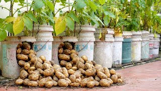 Try this Potato growing method now youll never have to buy Potatoes again [upl. by Jovita428]