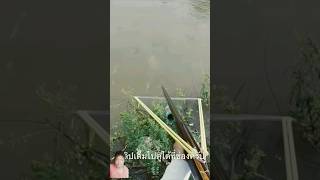 bass fishing productionsshorts fishingmethod fishingtechniques fish fishng fishing fishingequ [upl. by Notnirt]