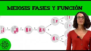 Meiosis 👩‍🍼 Fases y función [upl. by Aennil181]