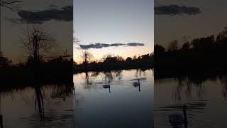 Swan Family in the Pond 102624 10 Minutes After Sunset [upl. by Esir]