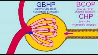 URINARY GLOMERULAR FILTRATION PRESSURES [upl. by Palumbo]