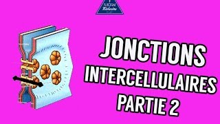 04  Les Jonctions intercellulaires Partie 2 [upl. by Zephan]