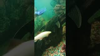 Common Pleco fish youtube pleco [upl. by Tam756]