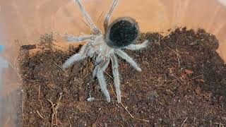 Brachypelma albiceps [upl. by Koziarz]