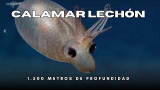 Un calamar lechón a 1500 metros de profundidad [upl. by Bovill]