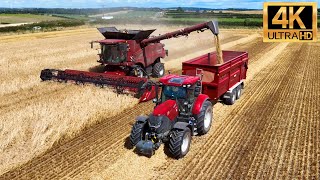 4K 2024 NEW XL CASE Combine amp Tractor Harvesting Barley NOTTINGHAMSHIRE [upl. by Drarig]