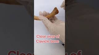 Anatomy of Clavicle bone upper Limb anatomy [upl. by Inaffets]