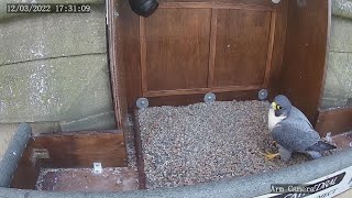 The Wakefield Peregrine Project  Spire Camera [upl. by Joshi]