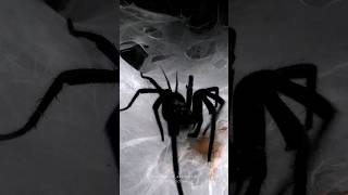 Feeding compilation of funnelweb spiders  Macrothele Linothele Harmonicon [upl. by Schouten726]