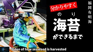 【有明海】分かりやすく海苔ができるまで Video of how seaweed is harvested [upl. by Julia674]