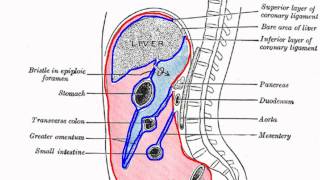 Peritoneal Cavity  Part 1  Anatomy Tutorial [upl. by Refinne]