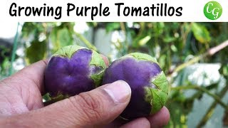 Growing Purple Tomatillos  How To Grow Purple Tomatillos In Containers [upl. by Iormina]