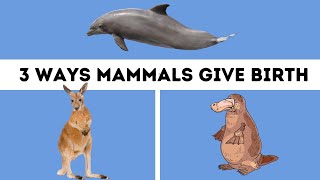 Mammals Three Different Ways Mammals give Birth [upl. by Adnorat347]