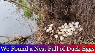 We found a huge nest full of duck eggs  Homestead VLOG [upl. by Cerelia632]