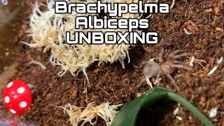 Brachypelma Albiceps Golden Red Rump Unboxing  FIRST EVER TARANTULA [upl. by Henrie]