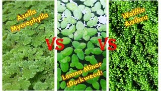 Ulasan Lengkap Azolla Mycrophylla  Lemna Duckweed  Wolffia Arrihza [upl. by Nivan]