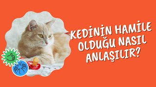 Kedinin Hamile Olduğu Nasıl Anlaşılır [upl. by Elleon]