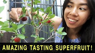 Fast Fruiting Super Fruit On Tiny Tree Acerola Barbados Cherry [upl. by Shannen]