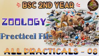 Zoology Practical File Part 8 Hindi Medium  IInd Year  Diagram  Theory shikshadeep [upl. by Htiderem972]