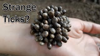 How to remove million strange ticks on humans hand 418 [upl. by Dearden]