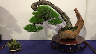 The 90th Kokufuten Bonsai show larger trees part 1 [upl. by Onahpets945]