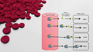 Physiologie Animale Transport plasmatique des Hormones  Notion de récepteur Mécanismes d’action [upl. by Nessim]